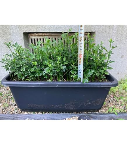 からたち（枳殻）の苗木　農薬不使用　実生苗800本セット Amazon.co.jp: からたち カラタチ の苗 9本セット農薬不使用 実生苗