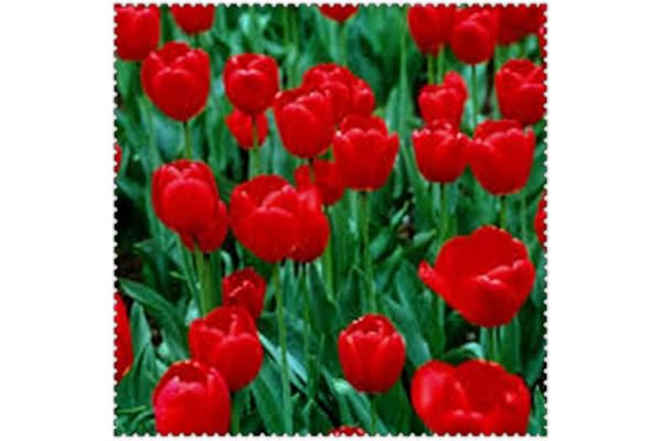 Amazon Co Jp 新着ランキング 花の種 の新着ランキングです