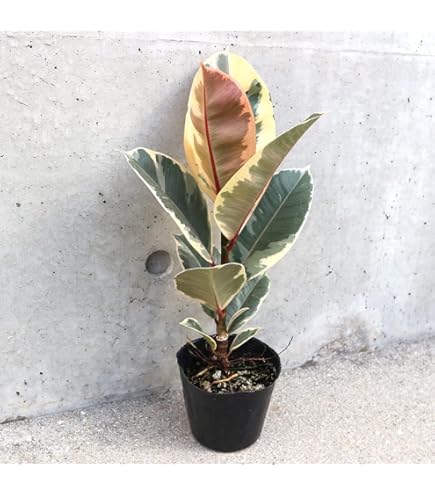 Amazon｜フィカス アルテシマ曲がり7号 インテリアグリーン室内観葉