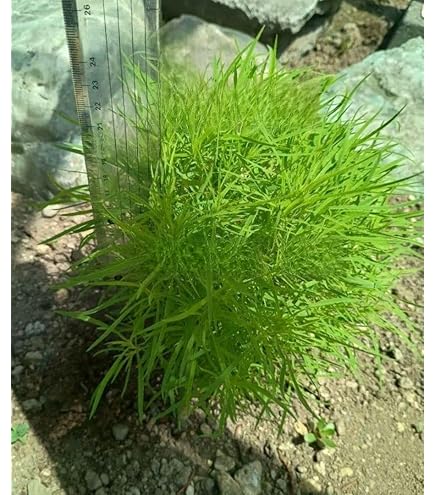 Amazon.co.jp: コキア 箒草 抜き苗 10株 : DIY・工具・ガーデン