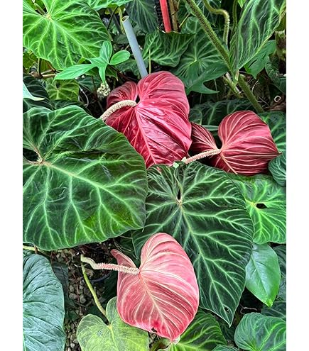 Amazon｜アンスリウム 交配種, ベッセアエ × デビリス × ドリーム