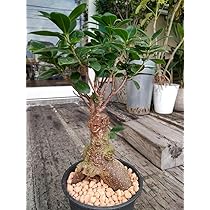 ガジュマル　 ガジュマル 5号 黒セラアート鉢 ピンク石｜郵便局のネットショップ