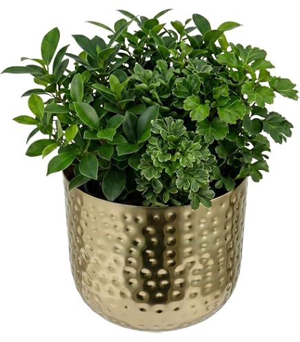 Amazon.co.jp: MyGift モダン 槌目真鍮メッキ 金属製植木鉢 屋内植物用