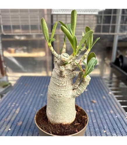 Amazon｜多肉植物 caアデニウム モンスター アラビカム 多肉植物