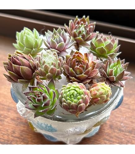 センペルビウム　メッテニー錦　12鉢セット センペルビブム メッテニアナム錦 メッテニー錦 メテニアナム錦