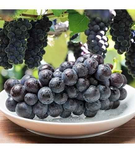 Amazon.co.jp: ぶどう 桃太郎ぶどう 赤秀 約500g×2房 岡山県産 香川県