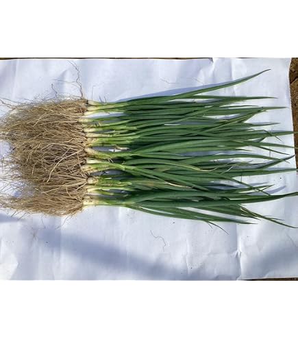 Amazon | ねぎ苗 石倉根深太 一本ネギ 100本 抜き苗 岡山県産 | 野菜