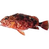 Amazon 愛媛 カサゴ 150 300gサイズ 2 3匹 500 600g原体分 煮魚 焼魚 揚げ物 下処理済み 冷凍 宇和海の幸問屋 宇和海の幸問屋 鮮魚 通販