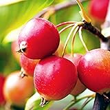 Amazon Co Jp クラブアップル ネビルコープマン 5号接木苗 品種で選べる果樹苗 1個売り 学名 Malus Sylvestris 和名 ヒメリンゴ 姫林檎 バラ科リンゴ属クラブリンゴ類 落葉中高木 クラブアップル ネビルコープマン 花色は濃ピンク 濃紫ピンク色で果実は 30g Amazon Co Jp クラブアップル ネビルコープマン 5号接木苗 品種で選べる果樹苗 1個売り 学名 Malus Sylvestris 和名 ヒメリンゴ 姫林檎 バラ科リンゴ属クラブリンゴ類 落葉中高木 クラブアップル ネビルコープマン 花色は濃ピンク 濃紫ピンク色で果実は 30g