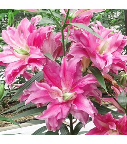 Amazon.co.jp: 豪華すぎるカサブランカ 芽出し球根 ユリの苗 №127
