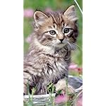 猫 XFVGA(480×854)壁紙 2024 こねこカレンダー 猫 XFVGA(480×854)壁紙 2024 こねこカレンダー