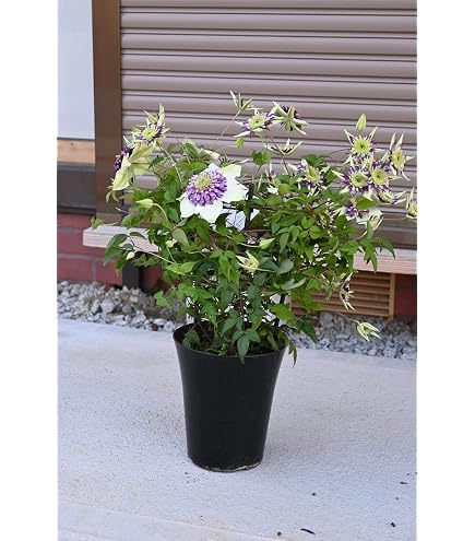 Amazon.co.jp: 稀少クレマチス 墨絵 開花株 6号鉢（ 1鉢） : DIY・工具