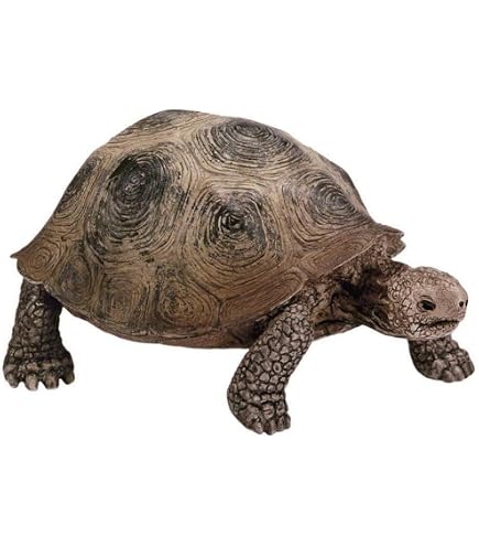 Amazon.co.jp: 動物惑星第3弾 ホウシャガメ ケヅメリクガメ 亀