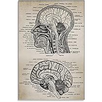 Amazon.co.jp: CYPGTBCK ビンテージ脳解剖学ポスター 脳の知識