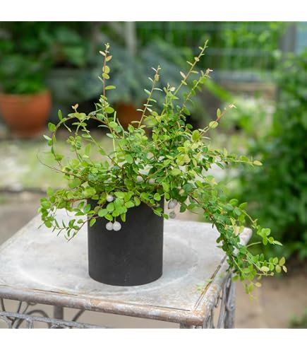 Amazon｜OZ-Plants 真珠コケモモ（シンジュコケモモ） 5号吊り鉢 1個