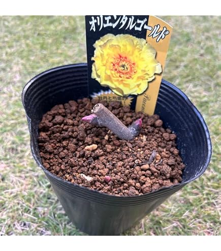 Amazon.co.jp: 芍薬 苗 雪峰 1株 / しゃくやく シャクヤク 芍薬の苗
