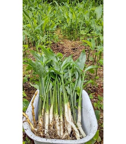 Amazon.co.jp: ミョウガ3号ポット* 3株セット[茗荷][野菜の苗] : DIY