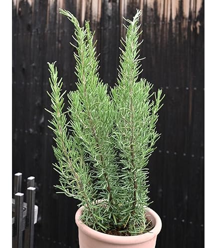 チャリチャリ　ブルーアイス　コニファー　テラコッタ鉢植え　　ローズマリー チャリチャリ ブルーアイス コニファー テラコッタ鉢植え ローズ