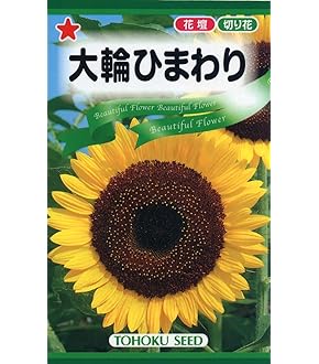 ひまわりさま専用 Amazon | サカタのタネ 実咲花5629 ミニひまわり ジュニア