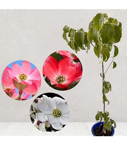 Amazon | 苗、庭木：アメリカ花水木（はなみずき）ハナミズキ* 鉢でも