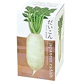 聖新陶芸 おうちで根菜栽培セット だいこん サイズ：約W10.3 D10.3 H18.8 GD-89101