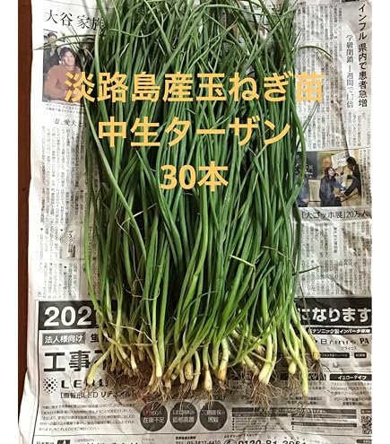 Amazon.co.jp: タマネギ苗 マッハ 50本 早 : DIY・工具・ガーデン