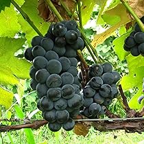 71boUgNGseL._AC_UL210_SR210,