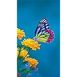 チョウ(蝶) iPhone8,7,6 Plus 壁紙(1242×2208) Schmetterlinge 2023: Kalender チョウ(蝶) iPhone8,7,6 Plus 壁紙(1242×2208) Schmetterlinge 2023: Kalender