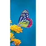 チョウ(蝶) iPhone8,7,6 Plus 壁紙 拡大(1125×2001) Schmetterlinge 2023: Kalender チョウ(蝶) iPhone8,7,6 Plus 壁紙 拡大(1125×2001) Schmetterlinge 2023: Kalender