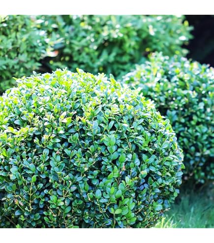 Amazon.co.jp: 常緑樹 キンメツゲ 玉仕立て 6号 2鉢セット 生垣