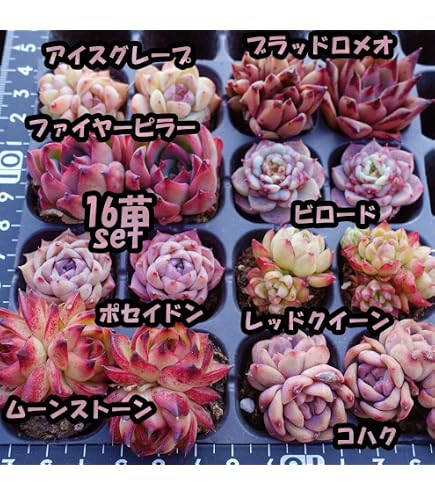 Amazon.co.jp: 韓国苗 10苗セット 寄せ植え用 カット苗 多肉植物