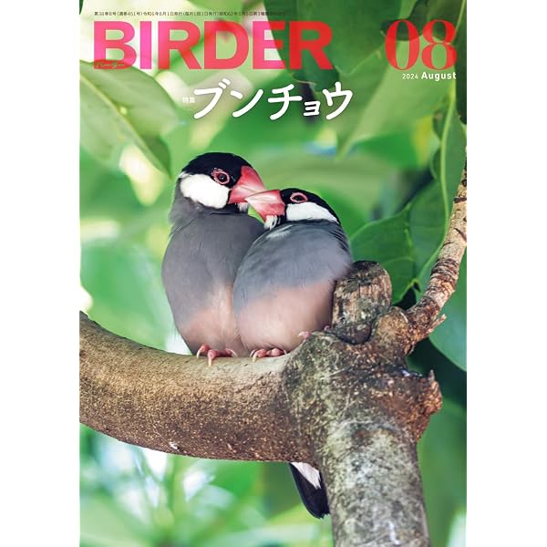 Amazon.co.jp: 文鳥ちゃん : amycco.: 本