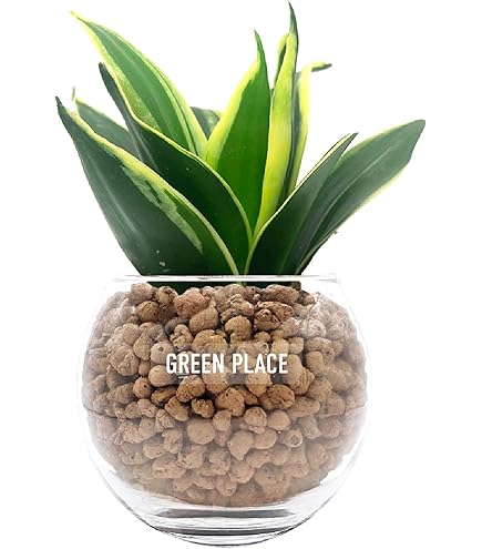 サンスベリア スタッキー サンスベリアスタッキー8号 ブラックポット | 花のギフト通販