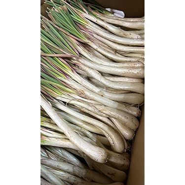 鹿児島県産 新鮮 らっきょう 10kg 鳥取 に次ぐ生産量605 鹿児島県産 新鮮 らっきょう 10kg 鳥取 に次ぐ生産量396 Amazon