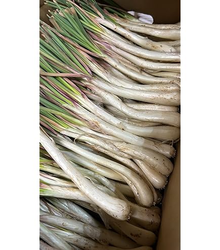 Amazon.co.jp: 沖縄伊江島産の島らっきょう 5kg : 食品・飲料・お酒