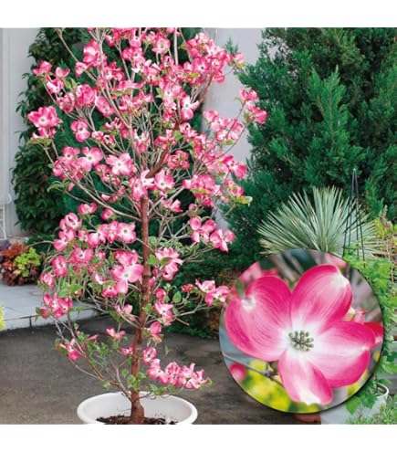 ⭐️大型⭐️ハナミズキ ⭐️大型⭐️ハナミズキ あみじ☆6周年☆ on X