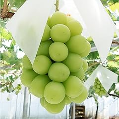 甲州市産厳選旬の大粒シャインマスカット 約1.2kg 2～3房【2025年8月中旬～10月上旬頃、順次お届け予定】（MG）B12-472