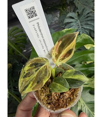 Amazon｜JolieNursery（ジョリーナーセリー）斑入りモンステラ