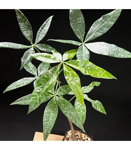 Amazon｜観葉植物：パキラ ミルキーウェイ*斑入り 5号プラポット｜観葉