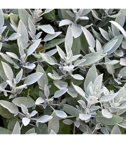 Amazon.co.jp: ホワイトセージの苗 2苗セット 9-10.5cmポット苗