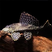 未使用　プレコ　モバイル　ストラップ　3個セット　熱帯魚 未使用 プレコ モバイル ストラップ 3個セット 熱帯魚 - メルカリ