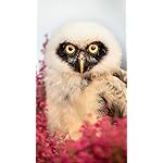 フクロウ QHD(540×960)壁紙 Little Owls フクロウ QHD(540×960)壁紙 Little Owls