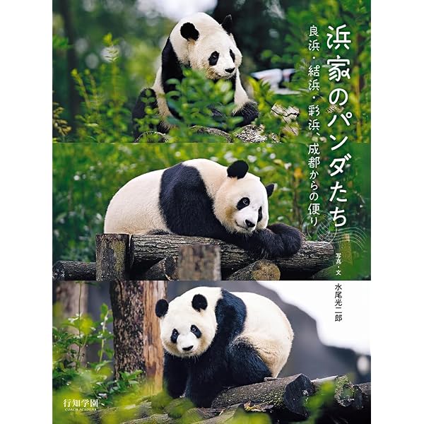 Amazon.co.jp: 【Amazon.co.jp限定】ごろごろパンダ日記 通常版 DVD