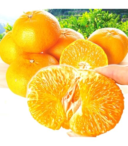 Amazon.co.jp: スイートまどんな (訳あり) 5kg 紅まどんなと同品種