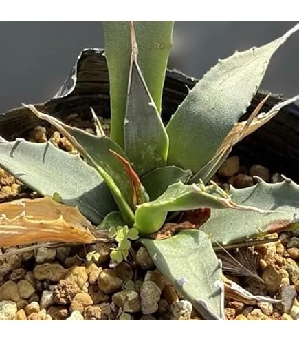 Amazon｜アガベ エボリスピナ 陽炎 No.A4｜観葉植物 オンライン通販