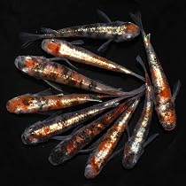 Amazon | 【 年間出荷量5万匹以上！ 】ラメ 高級 メダカ 生体 稚魚
