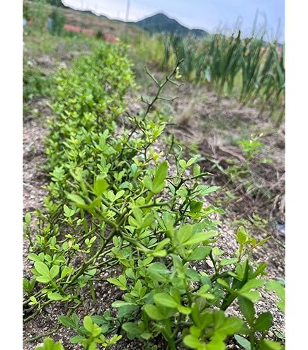 Amazon.co.jp: からたち カラタチ の苗 9本セット農薬不使用 実生苗