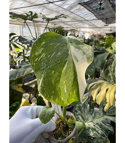 Amazon｜【ブルーミングスケープ】斑入りモンステラ・タイコンステ