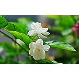 Amazon マツリカ 茉莉花 ピカケ ピーカケ ジャスミン Jasminum Sambac 3号ポット苗 花