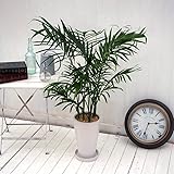 日比谷花壇 観葉植物「メキシコケンチャヤシ」TP2925 花 フラワー ギフト 誕生日 開店祝い 転居祝い